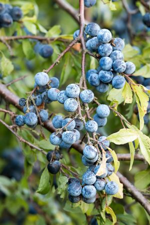 Sloe bush with many fruitsの写真素材