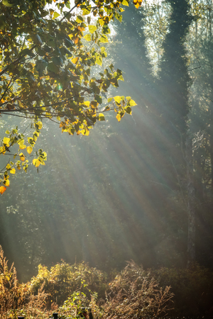 Colorful and foggy autumn forest in backlight with sunbeamの写真素材