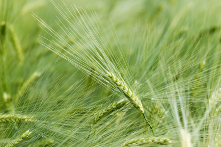 Green cereal on a grain field in springの写真素材