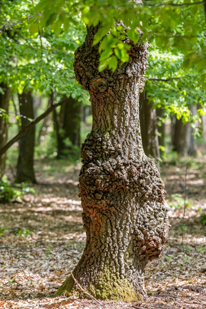 Old oak tree trunk in springの写真素材