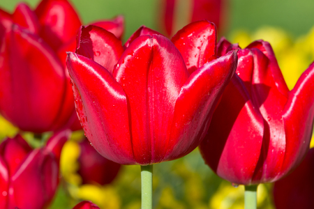 Beautiful red tulips in springの写真素材