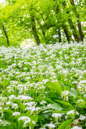 White flowers of the ramsons or wild garlic in the spring forestの写真素材