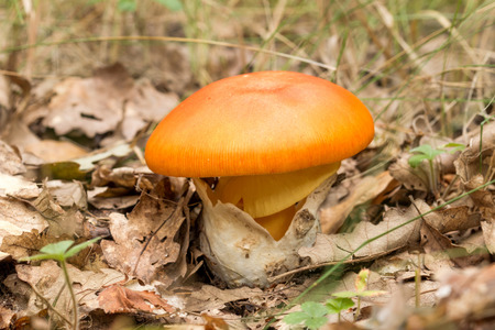Young Caesar's Mushroom in autumn forestの写真素材