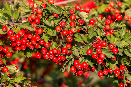 Mature nice red hawthorn berries
