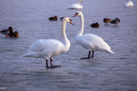 Lonely swans on ice on the lake Balaton of Hungary in winterの写真素材