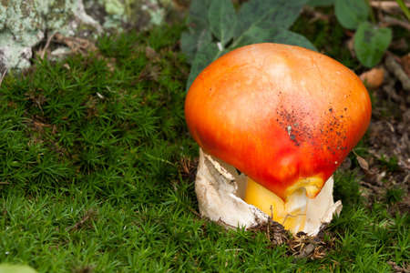 Young Caesar's Mushroom in autumn forestの写真素材