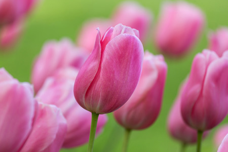 Beautiful purple tulip in spring