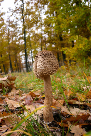 Parasol mushroom close upの写真素材