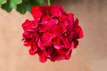 Red geranium flower close up