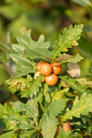 Gall wasp Cynips quercusfolii on the oak treeの写真素材