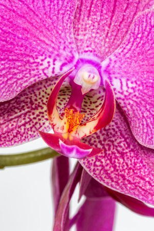 Pink streaked orchid flower on white backgroundの写真素材