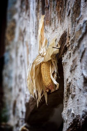 Dried corn on the wallの写真素材