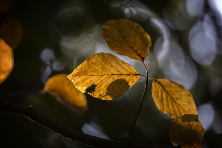 Close up of colorful autumn beech leaves