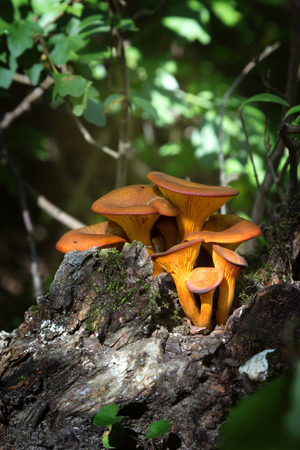 Close up of jack-o'-lantern mushroom (Omphalotus olearius)の写真素材