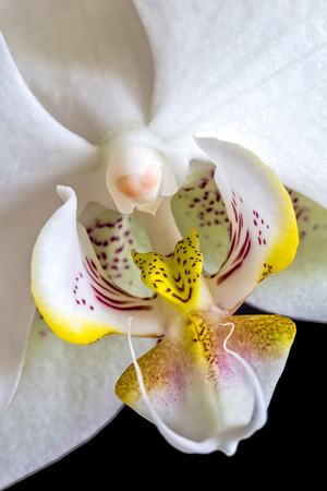 White orchid detail on the black backgroundの写真素材