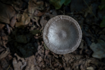 Small mushroom on the forest photographing from aboveの写真素材