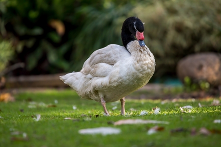 Black necked swan (Cygnus melanocoryphus)の写真素材