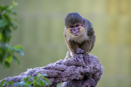 Small monkey in the zoo from Barcelona, in Spain
