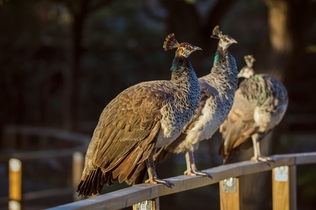 Beautiful colorful peacock の写真素材