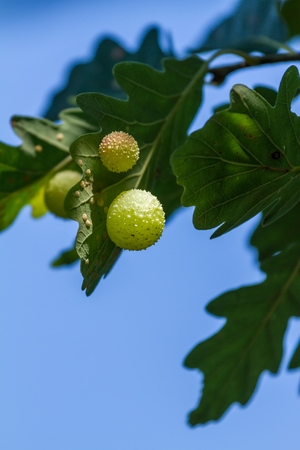 Gall on a oak leafの写真素材