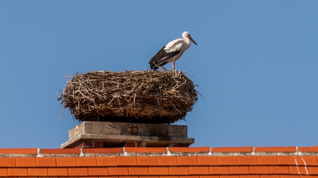 Beautiful white stork resting on the nestの写真素材