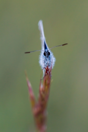 Close up of a beautiful butterfly (Common Blue,Polyommatus icarus)の写真素材