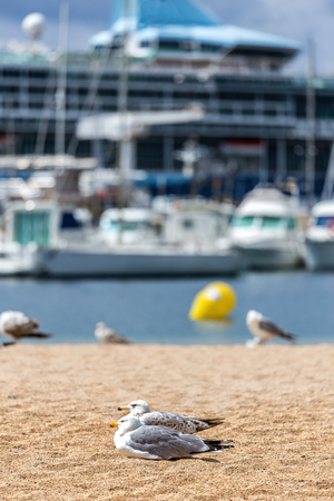 Seagulls on the beach,  fisher boats and cruise shipの写真素材