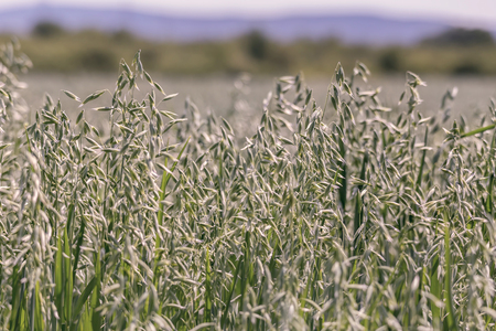 Oat cereal field at springの写真素材