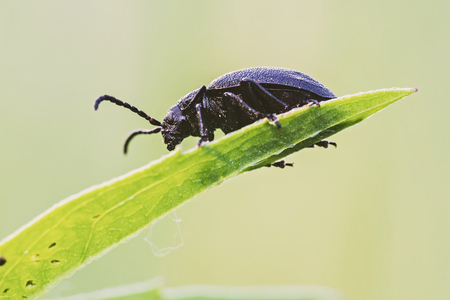 Close up of black bug on the grassの写真素材