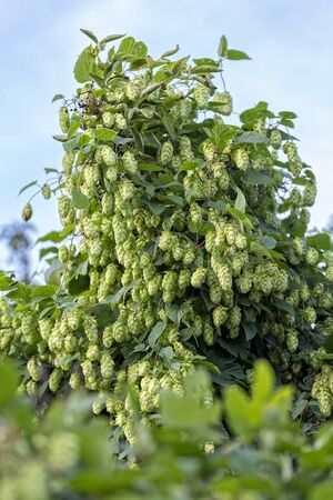 Humulus bush at autumnの写真素材