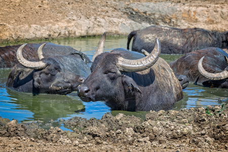 Hungarian water buffaloesの写真素材