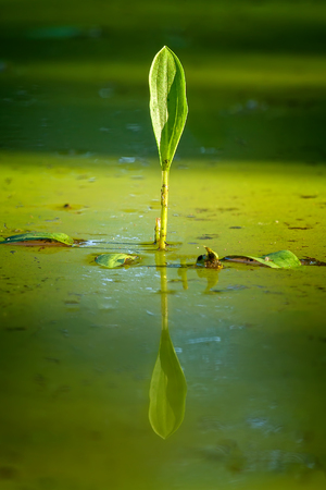 Harmony in a small puddle with hydrophyteの写真素材