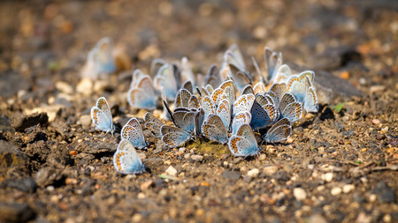 Many pretty gossamer-winged butterflies resting togetherの写真素材