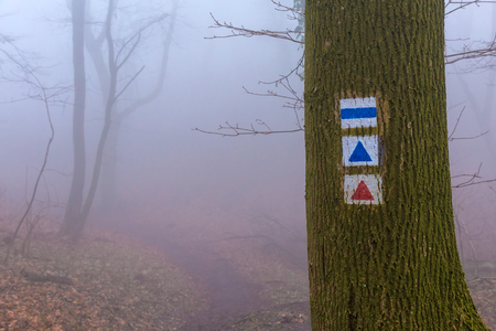 Mystic foggy day in the oak forestの写真素材