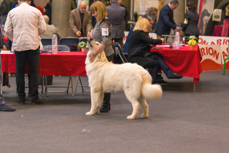 22th INTERNATIONAL DOG SHOW GIRONA March 17, 2018,Spainのeditorial素材