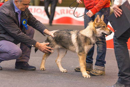 22th INTERNATIONAL DOG SHOW GIRONA March 17, 2018,Spain, Czechoslovakian wolfdogのeditorial素材