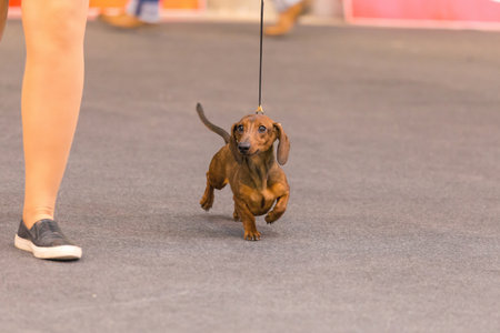 22th INTERNATIONAL DOG SHOW GIRONA March 17, 2018,Spain