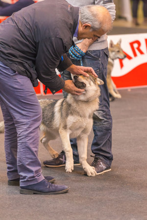 22th INTERNATIONAL DOG SHOW GIRONA March 17, 2018,Spain, Czechoslovakian wolfdogのeditorial素材