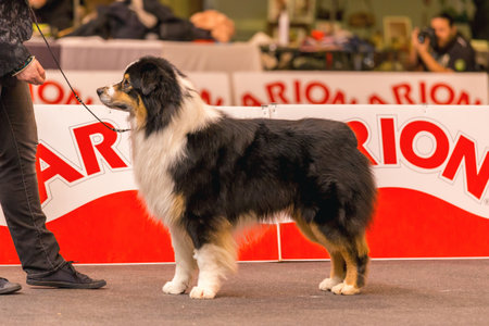22th INTERNATIONAL DOG SHOW GIRONA March 17, 2018,Spainのeditorial素材