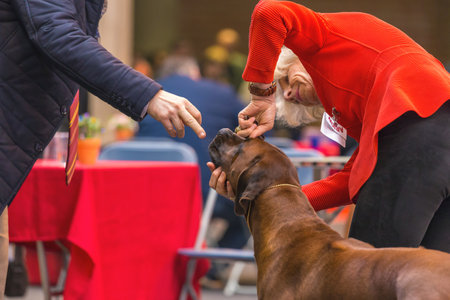 22th INTERNATIONAL DOG SHOW GIRONA March 17, 2018,Spain, african lion dogのeditorial素材