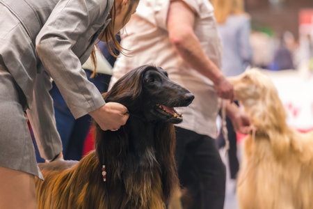 22th INTERNATIONAL DOG SHOW GIRONA March 17, 2018,Spain, Afghan houndのeditorial素材