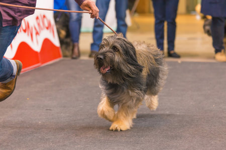 22th INTERNATIONAL DOG SHOW GIRONA March 17, 2018,Spain,Catalan sheepdogのeditorial素材