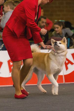 22th INTERNATIONAL DOG SHOW GIRONA March 17, 2018,Spain, Akita inuのeditorial素材
