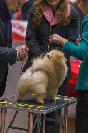 22th INTERNATIONAL DOG SHOW GIRONA March 17, 2018,Spain, Pomeranianのeditorial素材