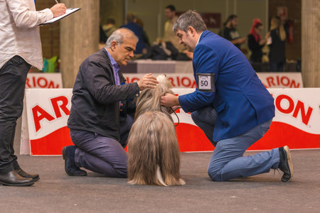 22th INTERNATIONAL DOG SHOW GIRONA March 17, 2018,Spain, Bearded collieのeditorial素材