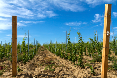 Grapevine rows in a Hungarian mountain Badacsonyの写真素材