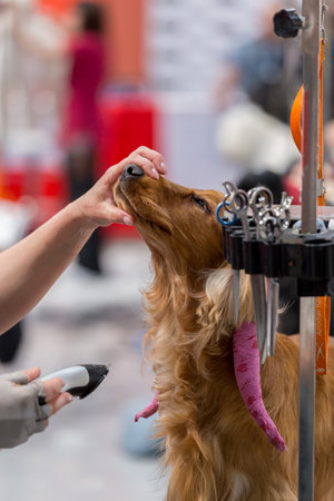 International dog cosmetic competition in Sant Antoni de Calonge in Spain, 19. 05. 2018, Spainのeditorial素材