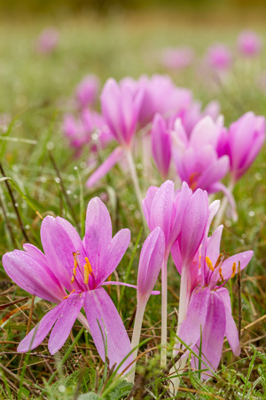 Nice autumn flowers in the meadow, Colchicumの写真素材