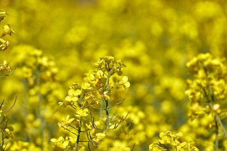 Beautiful close up picture from colza flowers in springの写真素材