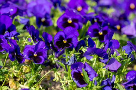 Purple garden pansy at springtime in the gardenの写真素材